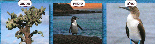 (בספר שלוש תמונות:) סולה (סוג של ציפור מים), פינגווין, קקטוס
